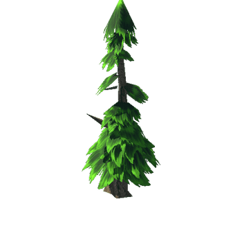 Pine 4